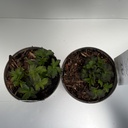 Weekaanbod foto 2