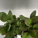 Weekaanbod foto 2