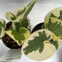 Weekaanbod foto 2