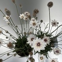 Weekaanbod foto 2