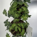 Weekaanbod foto 2