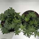 Weekaanbod foto 2