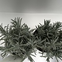 Weekaanbod foto 2