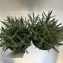 Weekaanbod foto 2