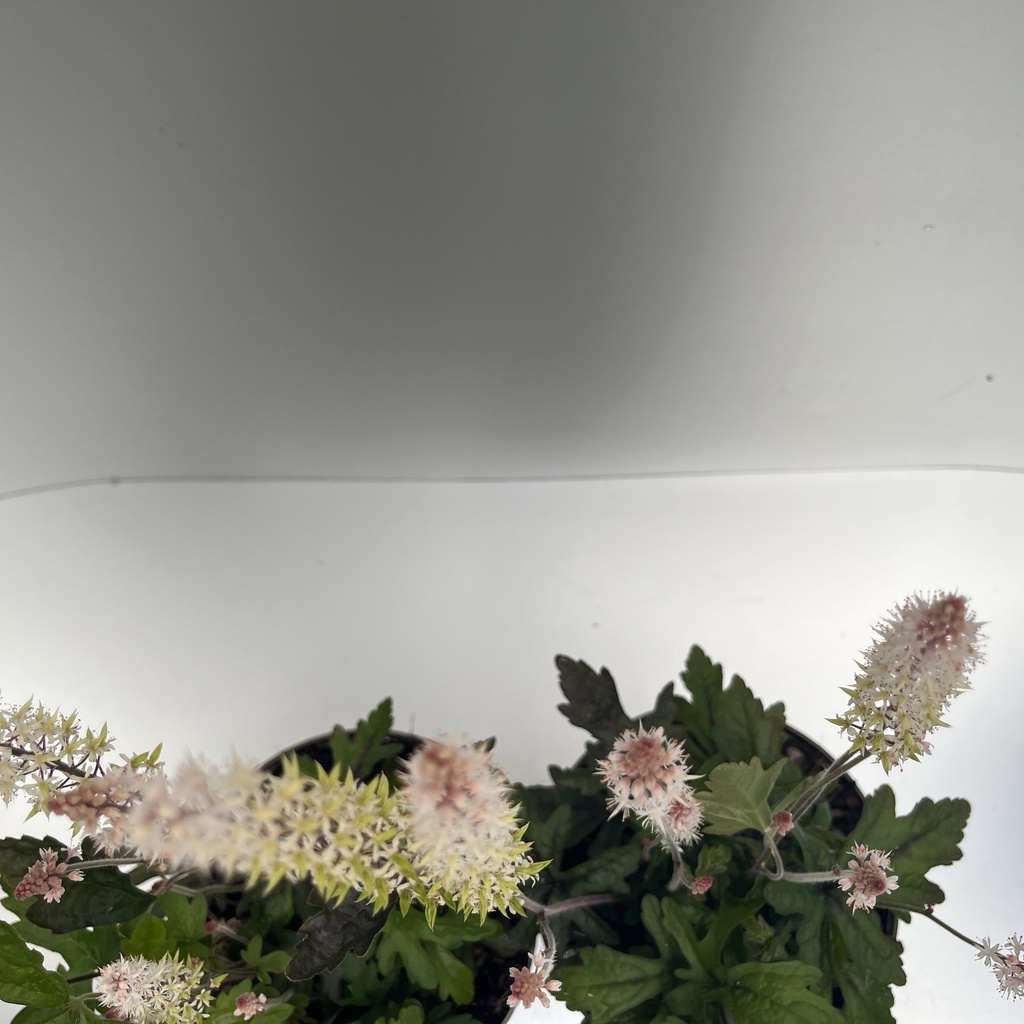 Weekaanbod foto 2