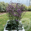 Limonium 'Dazzle Rocks'®