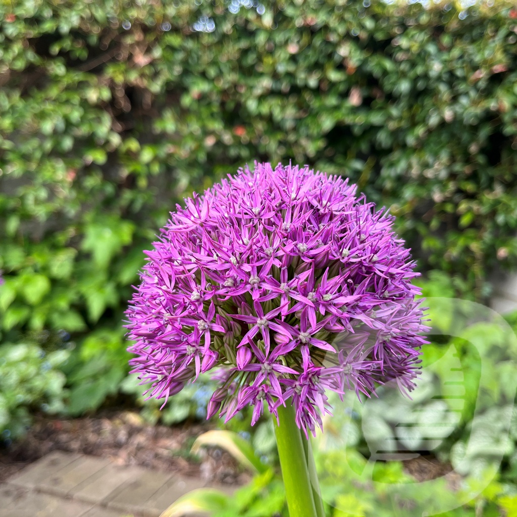 Allium 'Pinball Wizard'