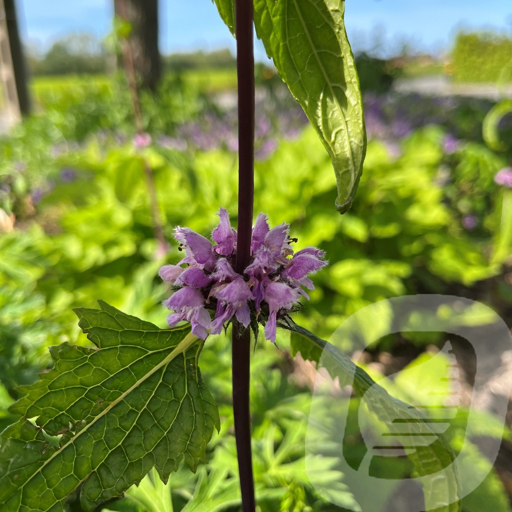 Phlomis tub. 'Amazone'