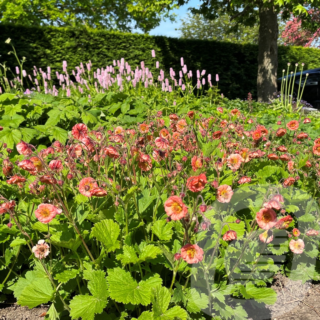 Geum 'Salmon Delight'®