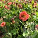 Geum 'Salmon Delight'®