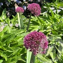 Allium 'Ostara'