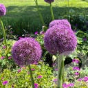 Allium 'Pinball Wizard'