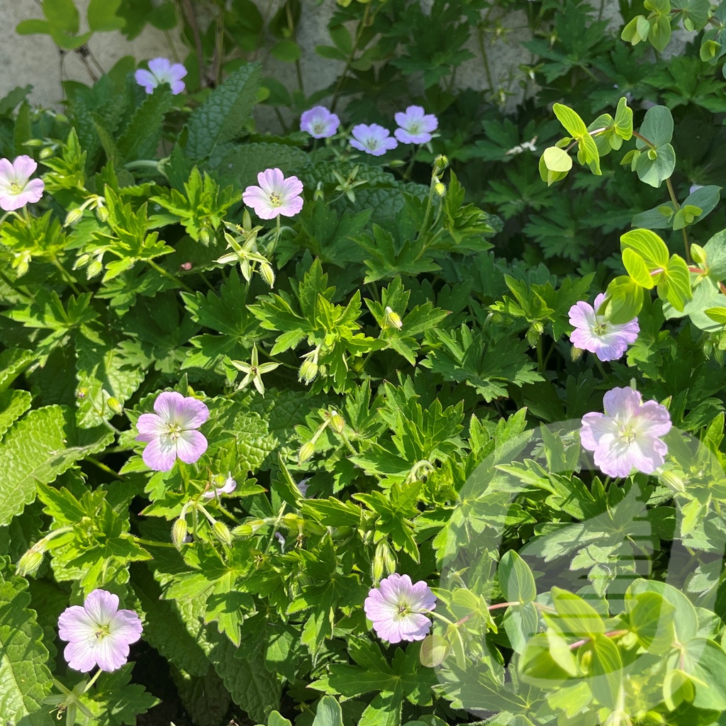 Geranium 'Confetti'®