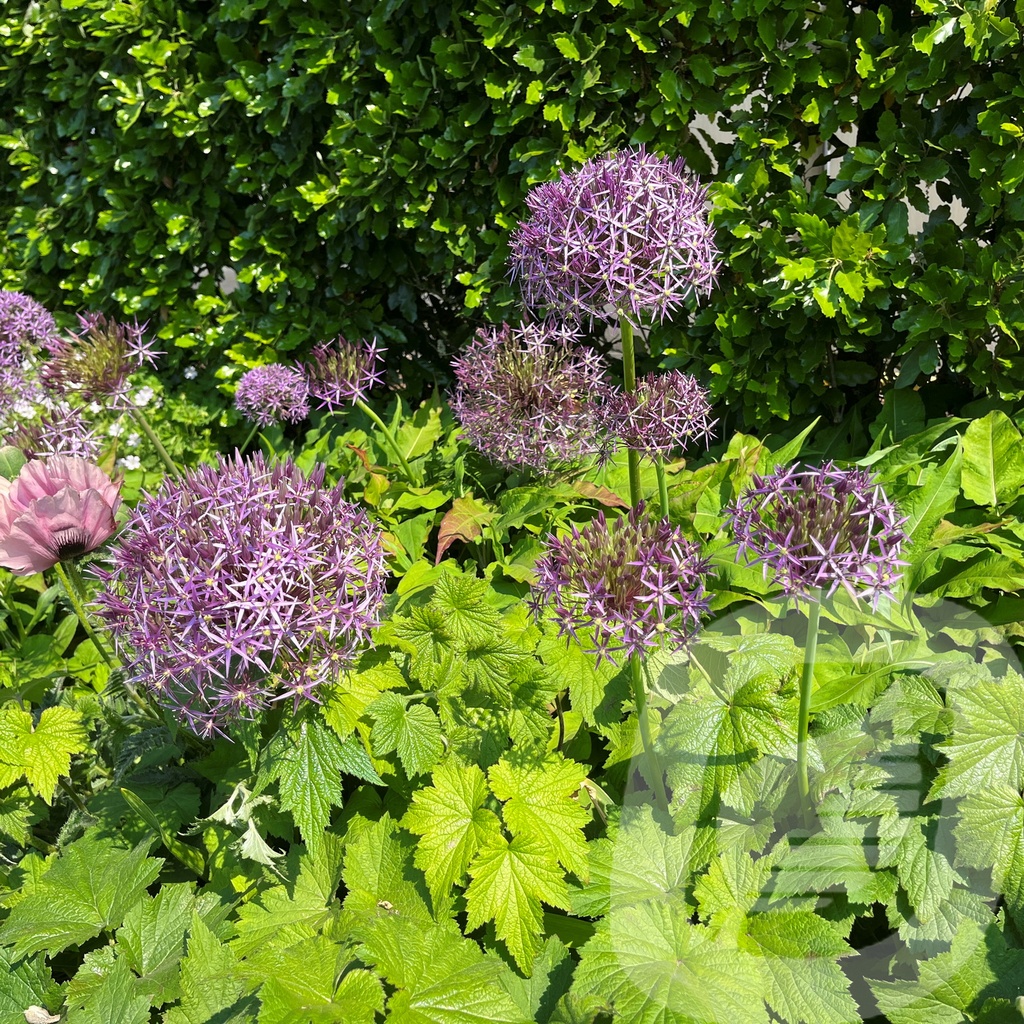 Allium 'Albopilosum'