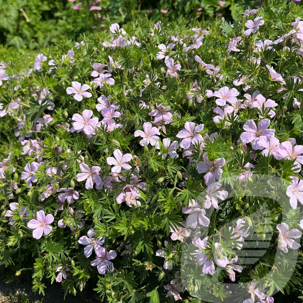 Geranium 'Pink Pouffe'®