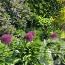 Allium 'Ostara'