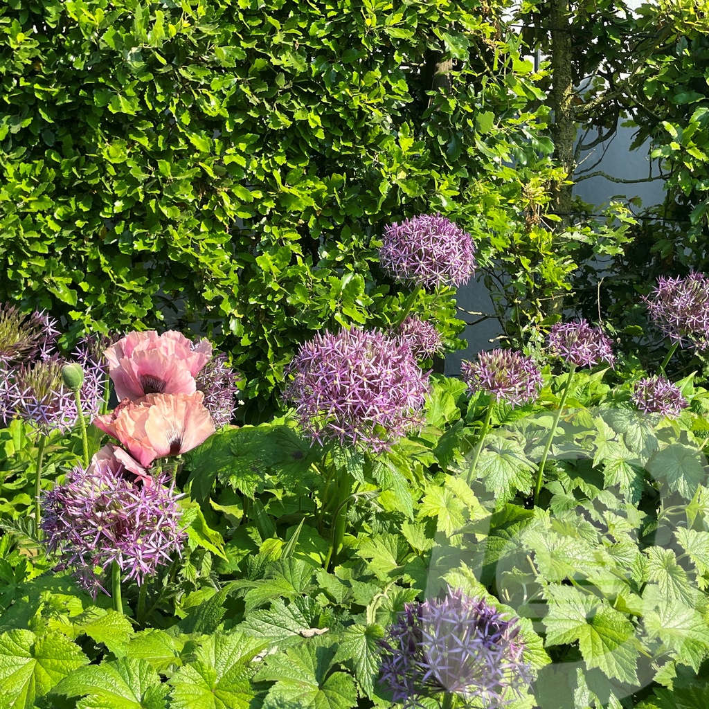 Allium 'Albopilosum'