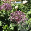 Allium 'Albopilosum'