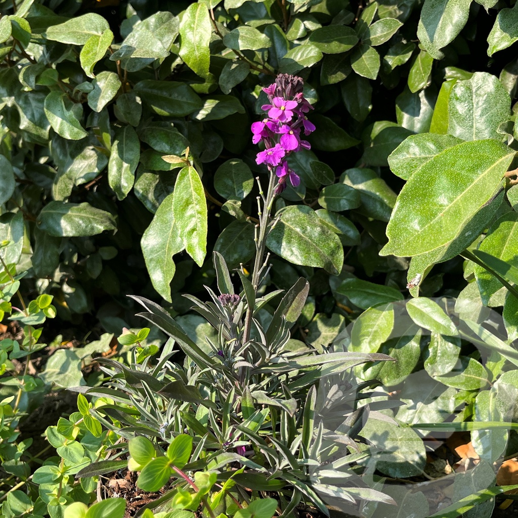 Erysimum 'Bowles Mauve'