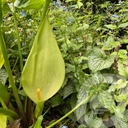 Arum italicum