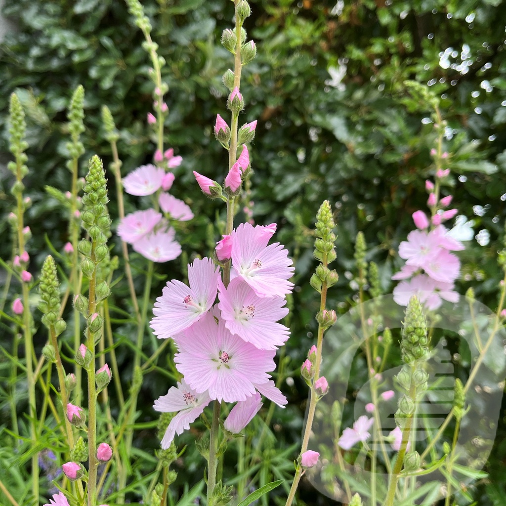 Sidalcea 'Little Princess'®