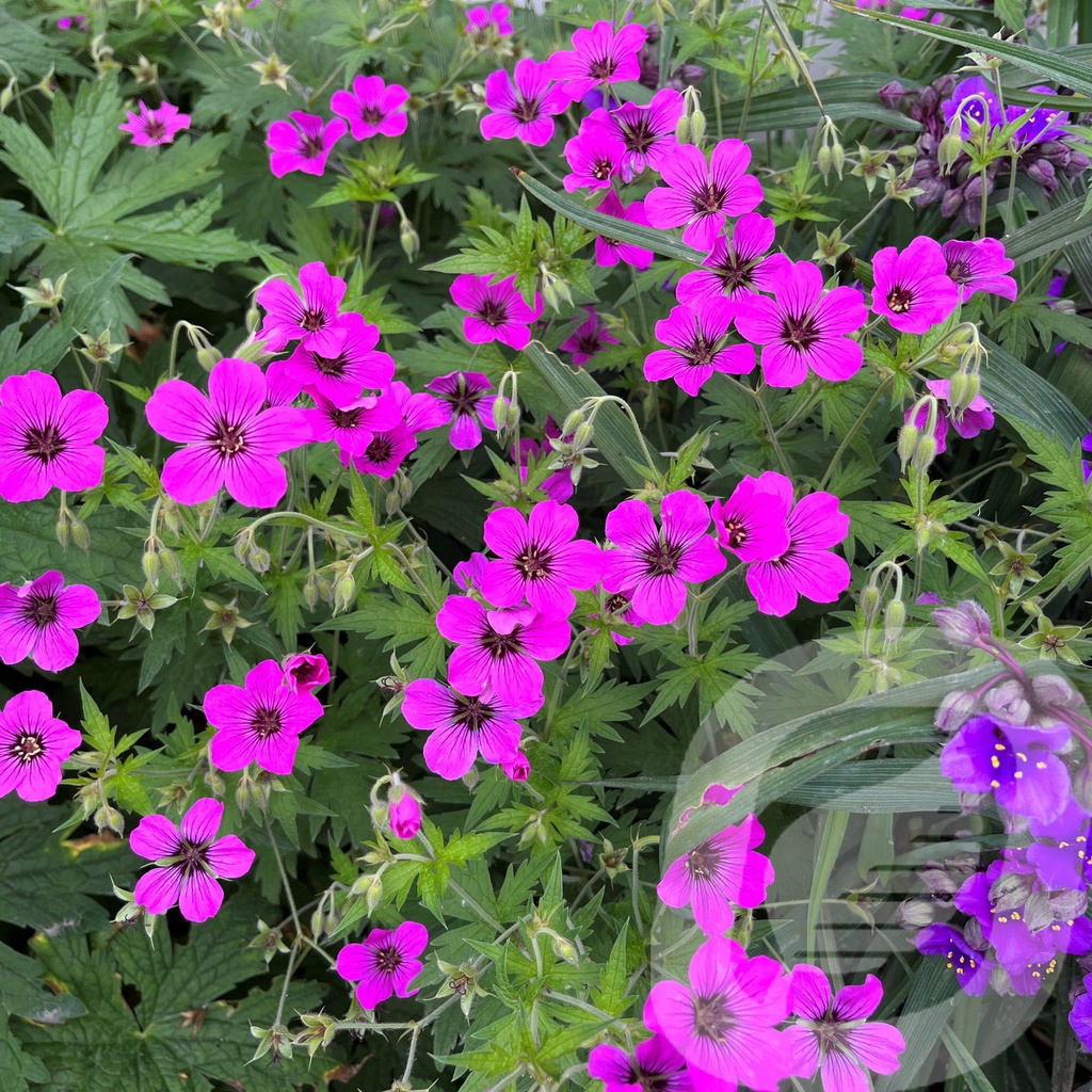 Geranium 'Patricia'