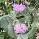 Phlomis tub. 'Amazone'