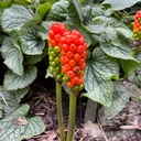 Arum italicum