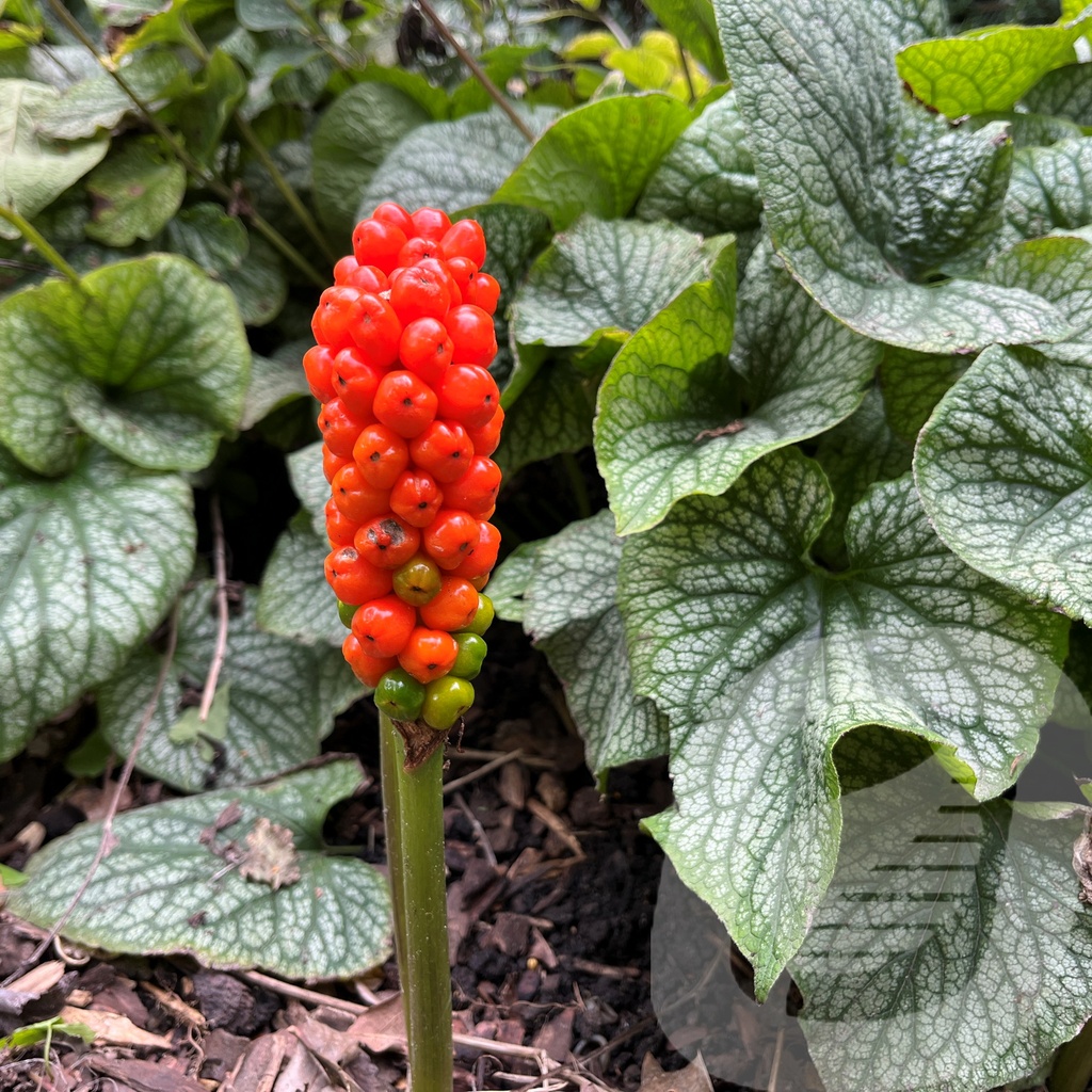 Arum italicum