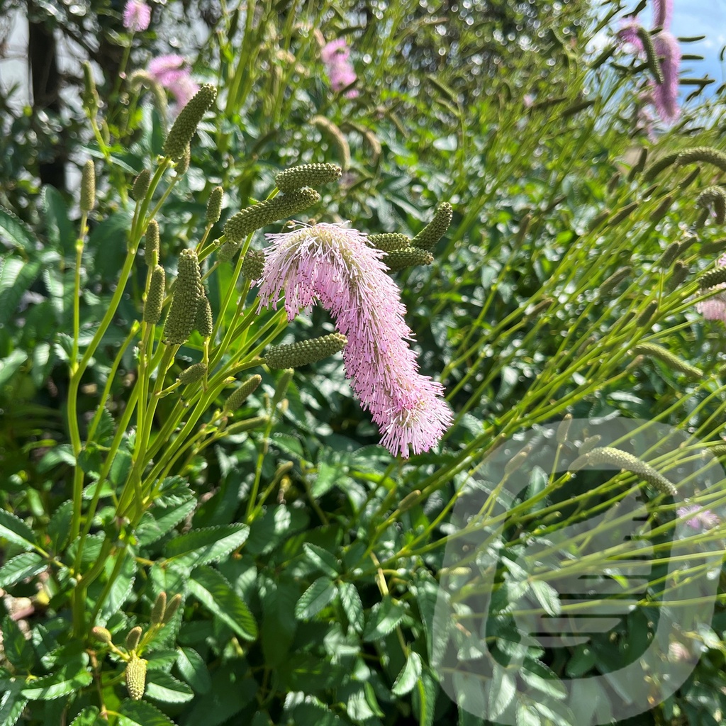 Sanguisorba 'Pink Brushes'