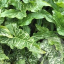 Arum italicum