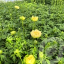 Trollius 'Fullmoon'®