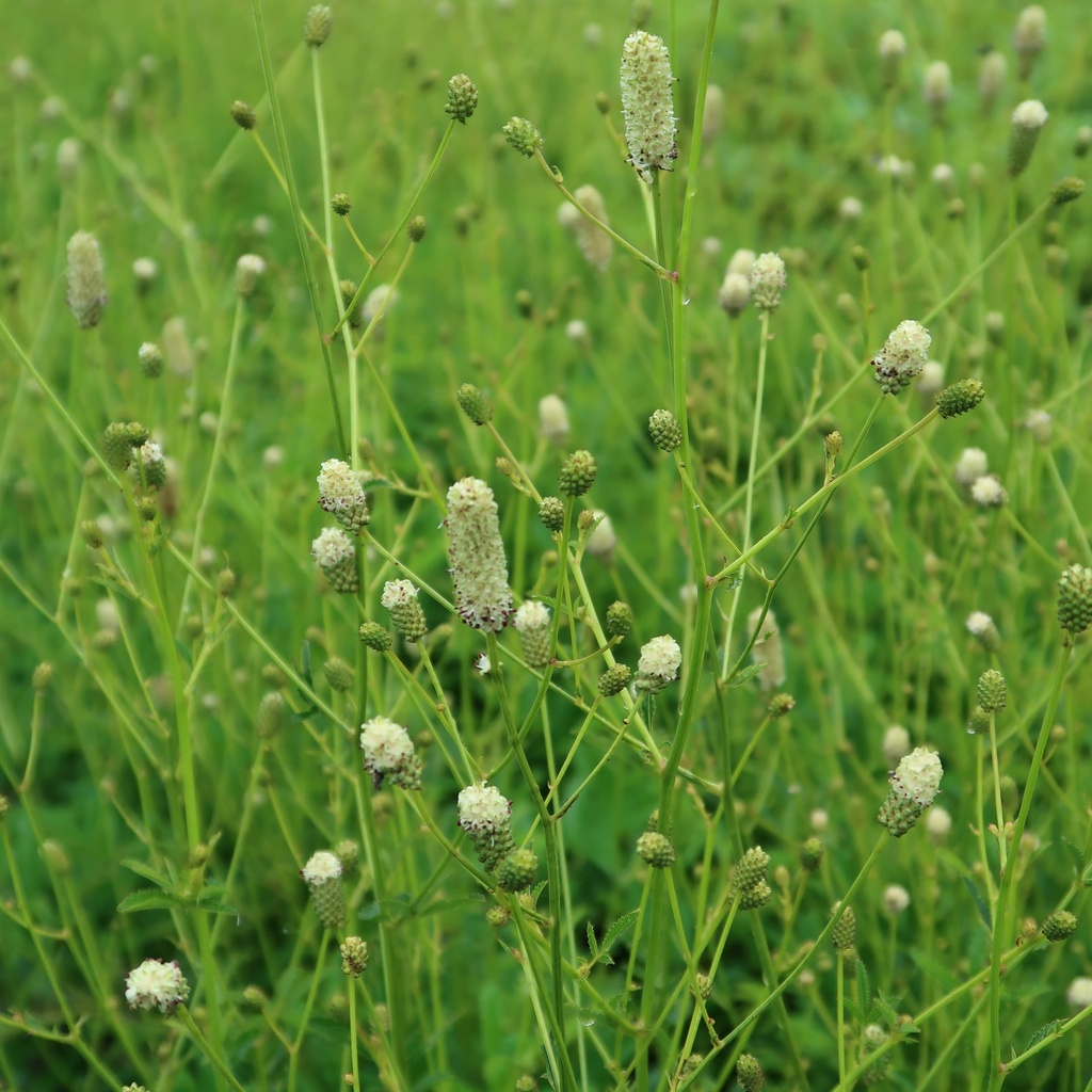 Sanguisorba 'Jam Session'®