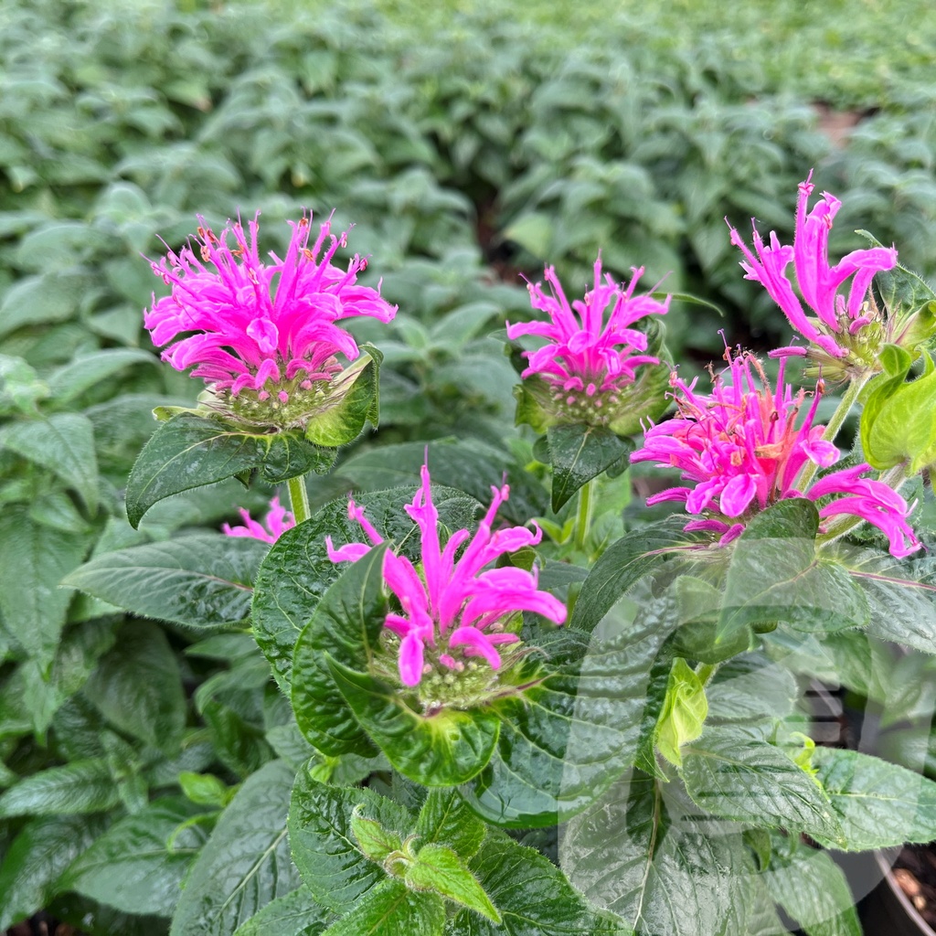 Monarda didyma BeeMine™ 'Pink'