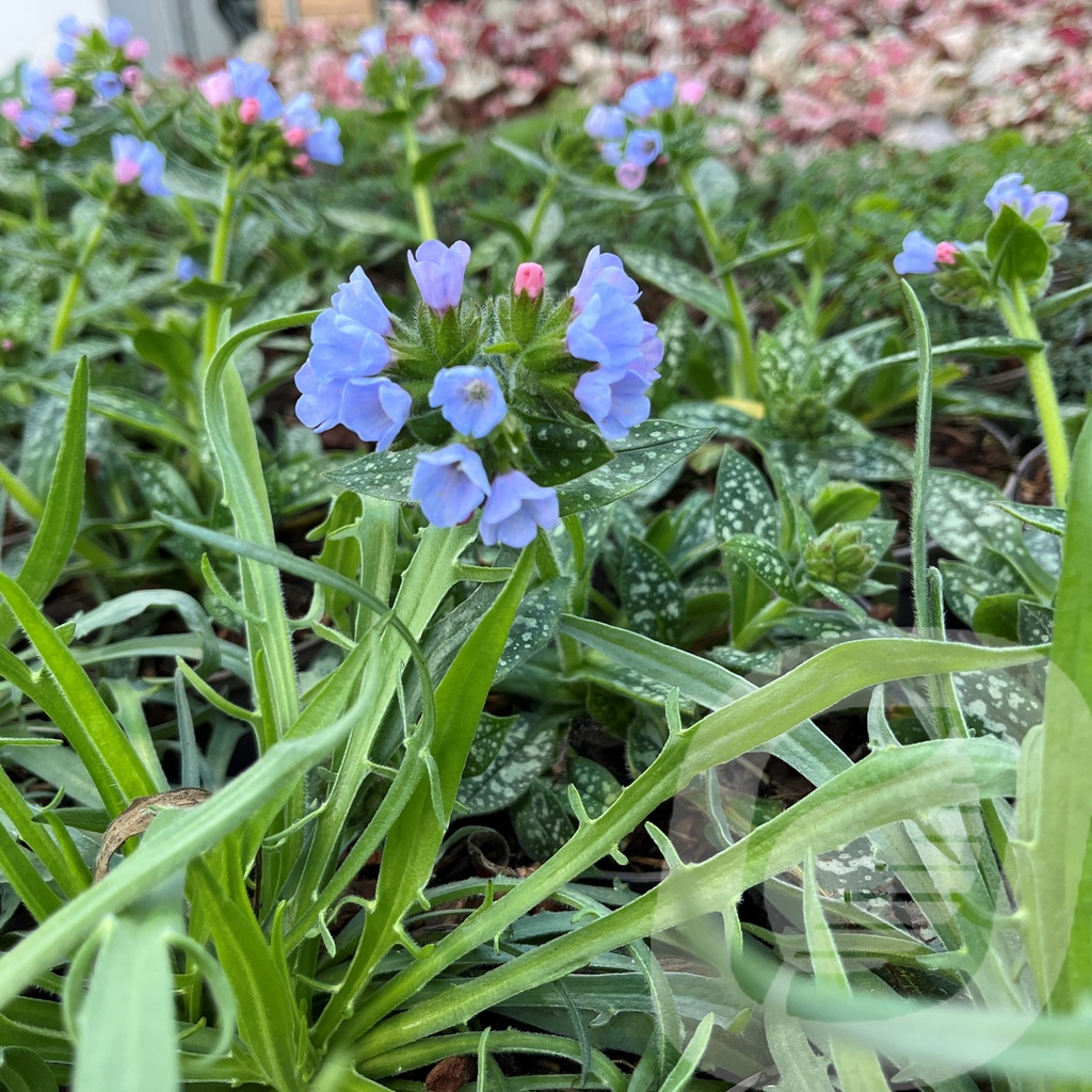 Pulmonaria 'Twinkle Toes'®