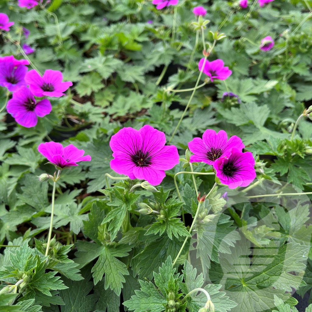 Geranium 'JS Matu Vu'™