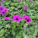 Geranium 'JS Matu Vu'™