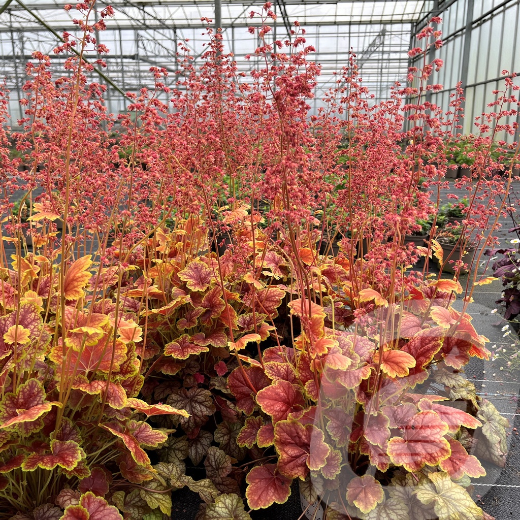 Heuchera 'Eternal Flame'®