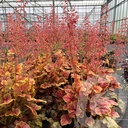 Heuchera 'Eternal Flame'®