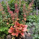 Heuchera 'Eternal Flame'®