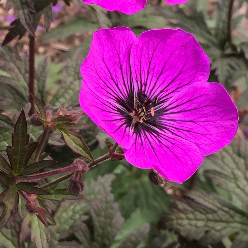 Geranium 'Dark Eyes'®