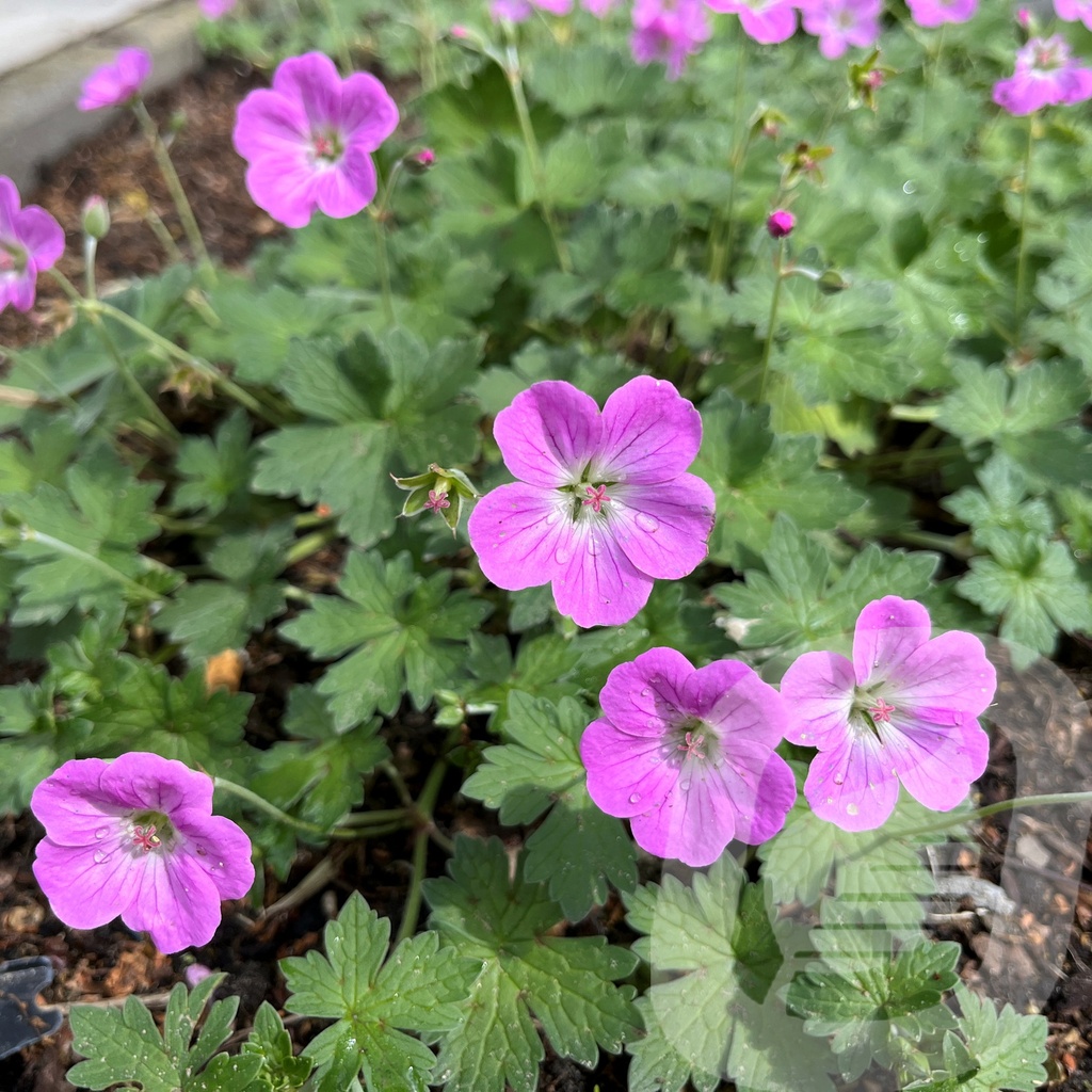 Geranium 'Mavis Simpson'