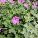 Geranium 'Mavis Simpson'