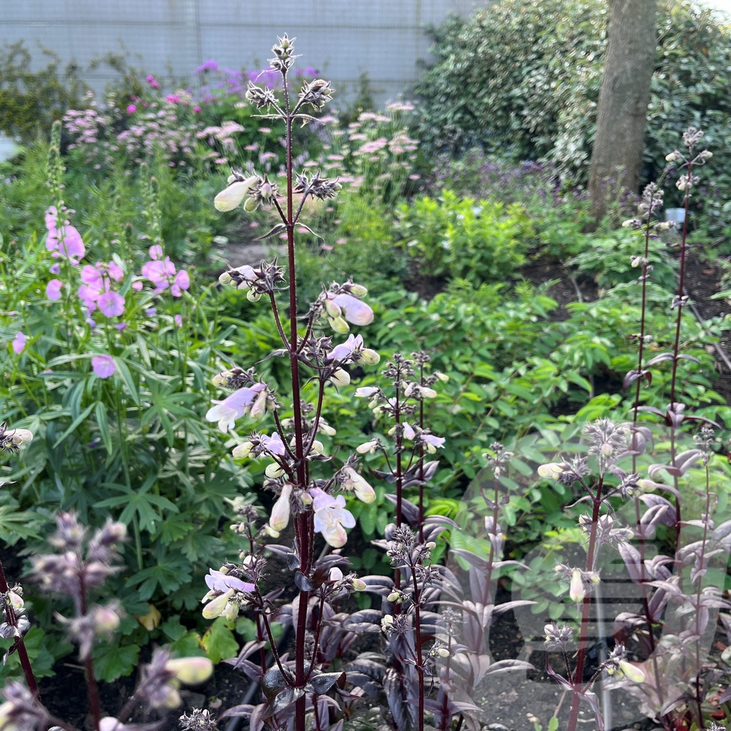 Penstemon 'Onyx and Pearls'