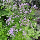 Thalictrum 'Fairy Wings'®