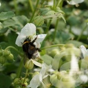 Geranium macr. 'White Ness'