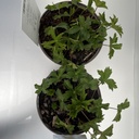 Weekaanbod foto 2