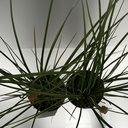 Weekaanbod foto 2