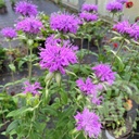 Monarda 'Pummel'