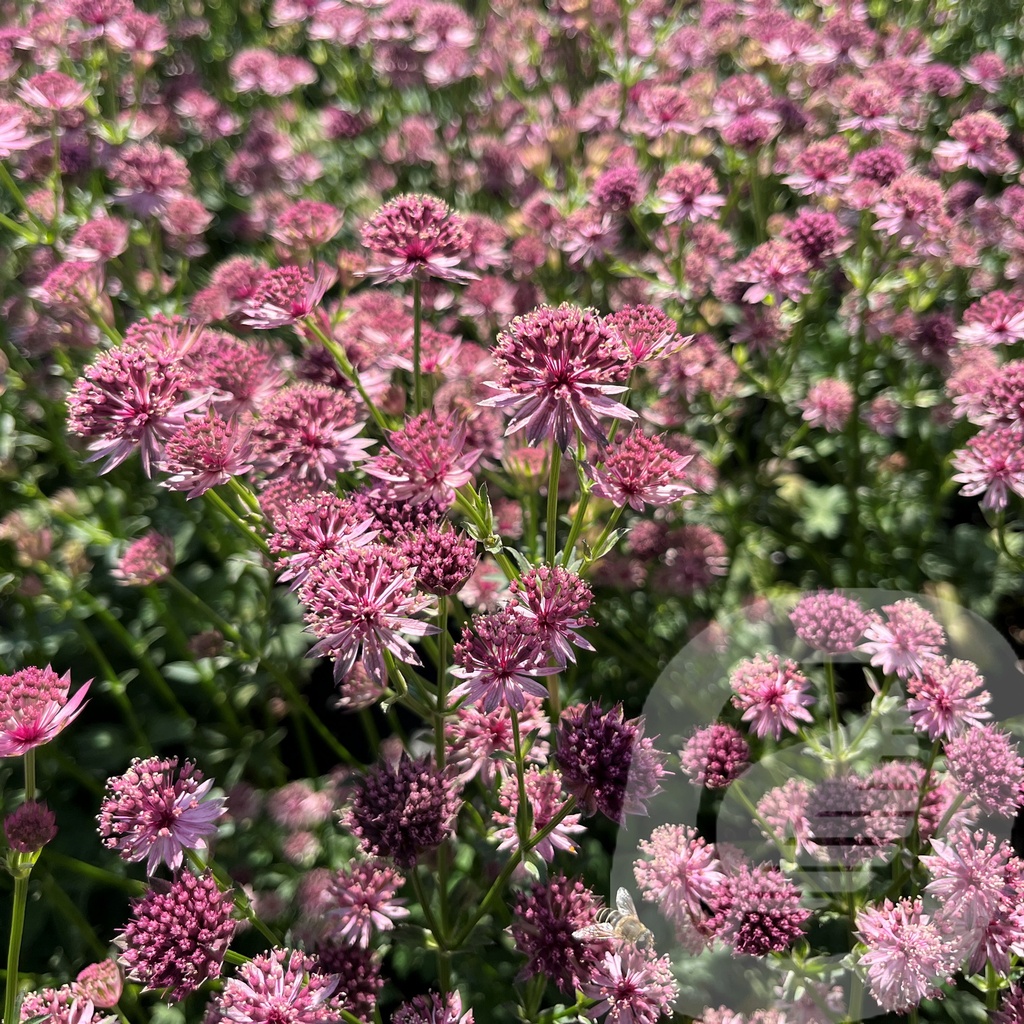 Astrantia 'Roma'®